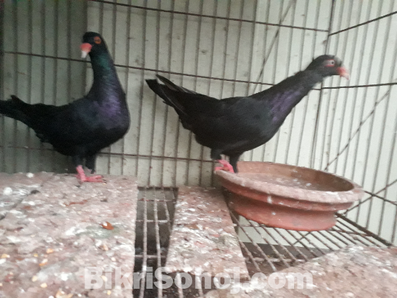 Black denish adult pair